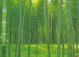 Mao bamboo plantation in Guangxi province