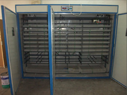 Hatching and Setting incubator